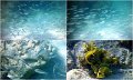 Snorkel
